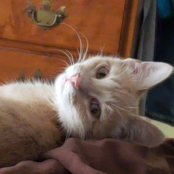 Meet your Posher, Joyce - Picture 2 of 7